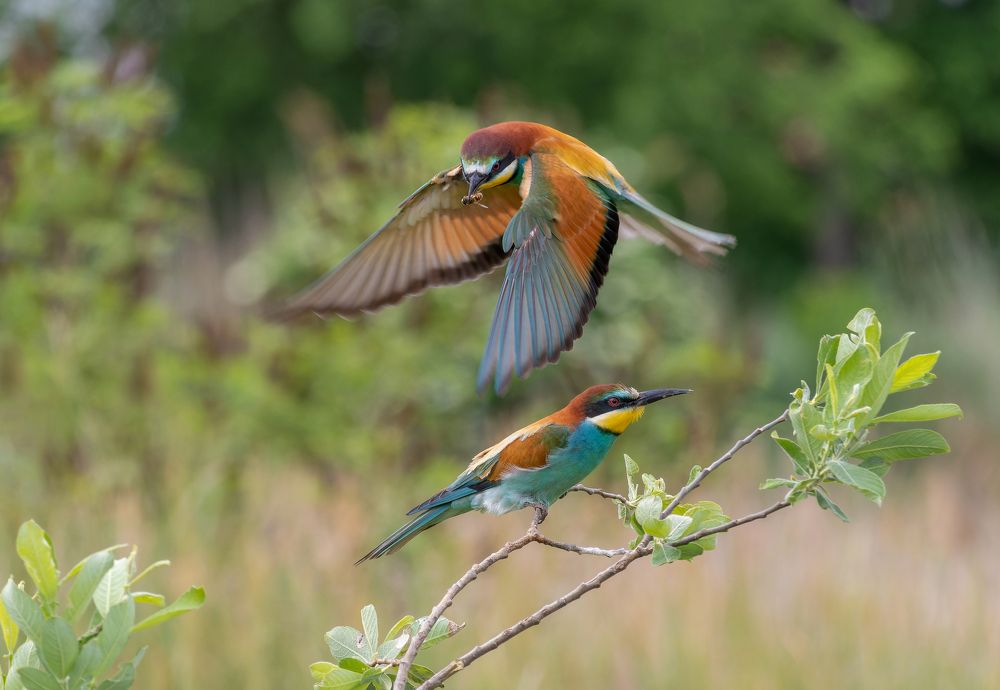 European Bee-eater