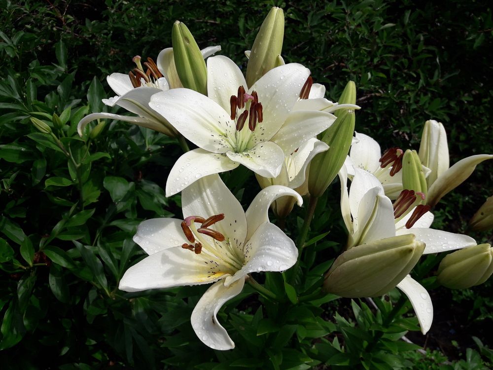 Photograph by Елена Алешкевич