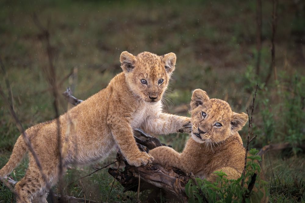 Photograph by Jayakumar MN