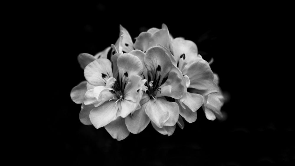 Photograph by Alice White