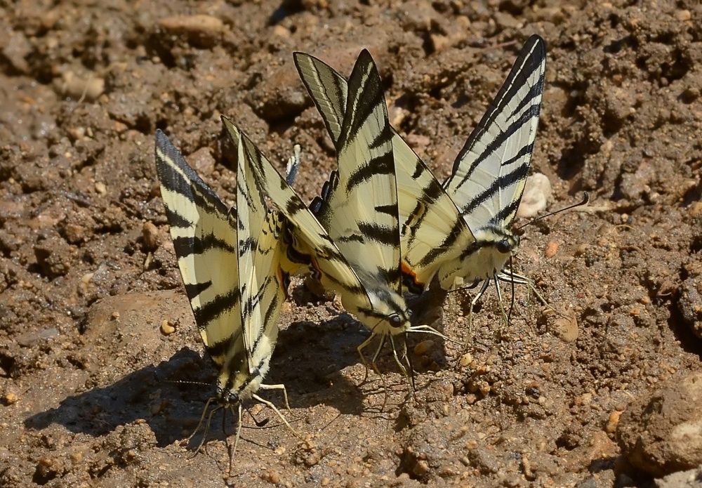 Photograph by Михаил Колтухов