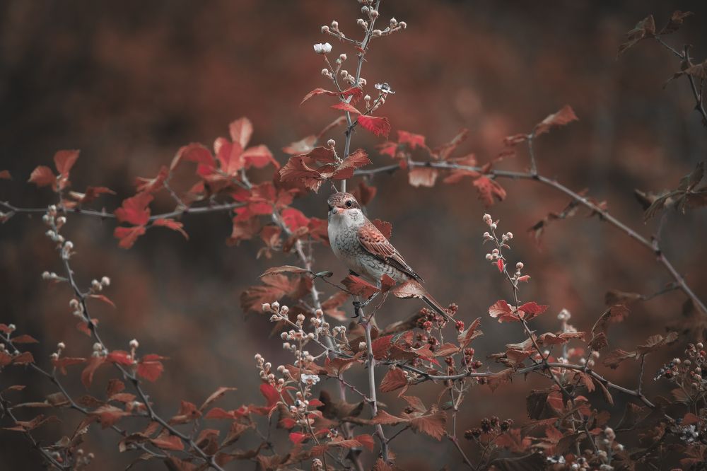 Photograph by Sergey Korshunov