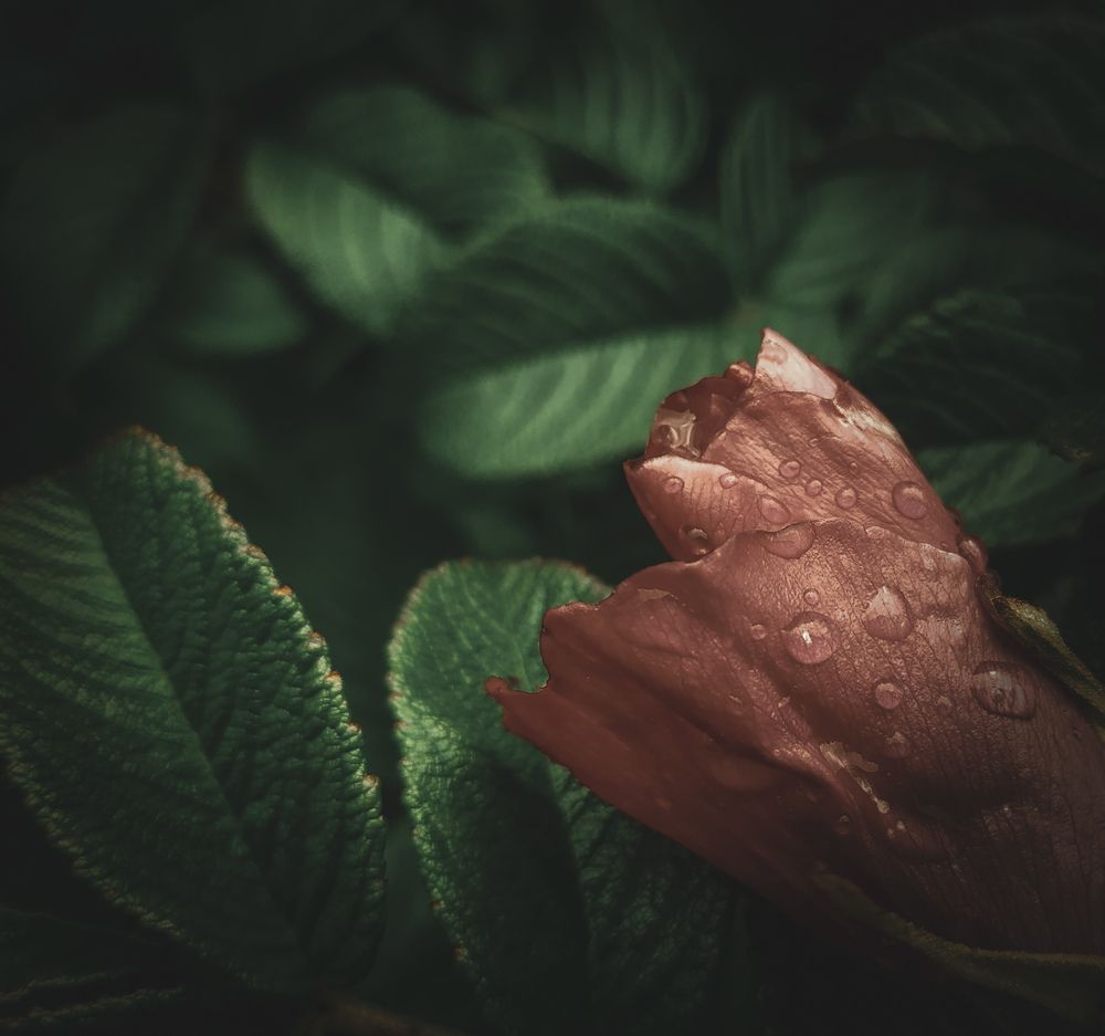 Photograph by Александра Петрова