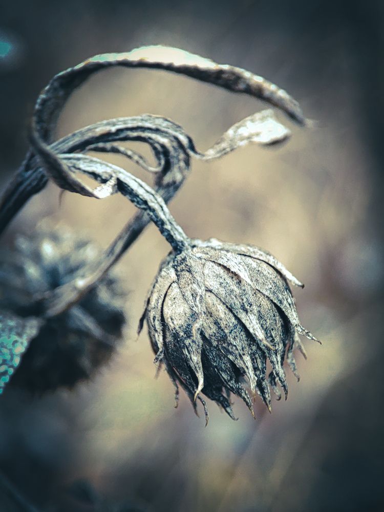 Photograph by Александра Петрова