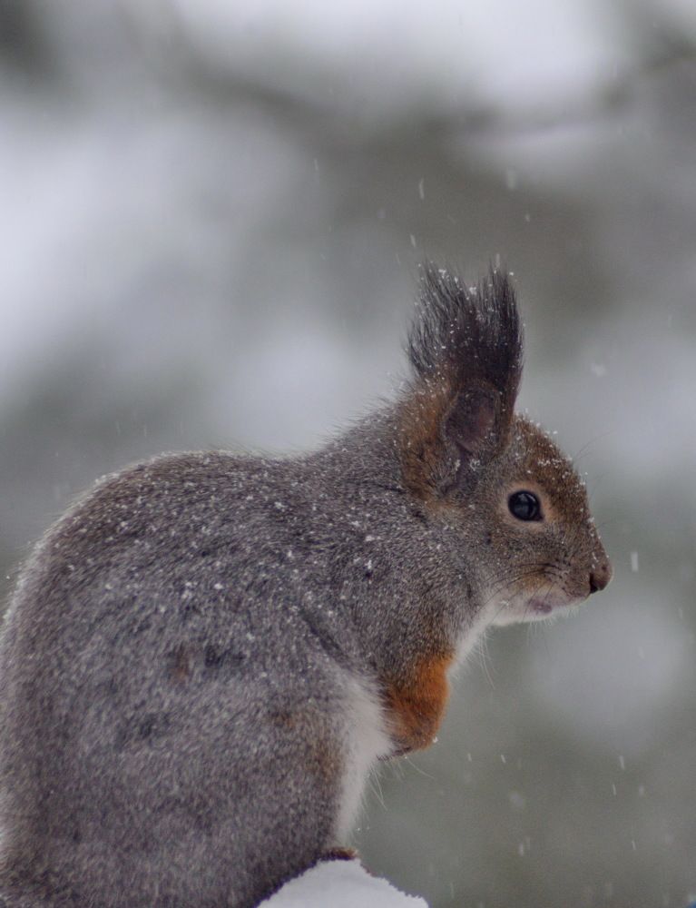 Photograph by Николай Николаевич Леухин