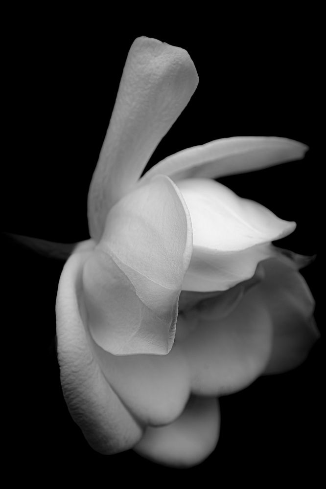 Photograph by Rumi S. Yada