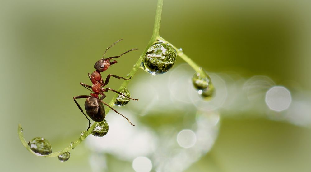 Фотография автора Andrey Pristyazhnyuk