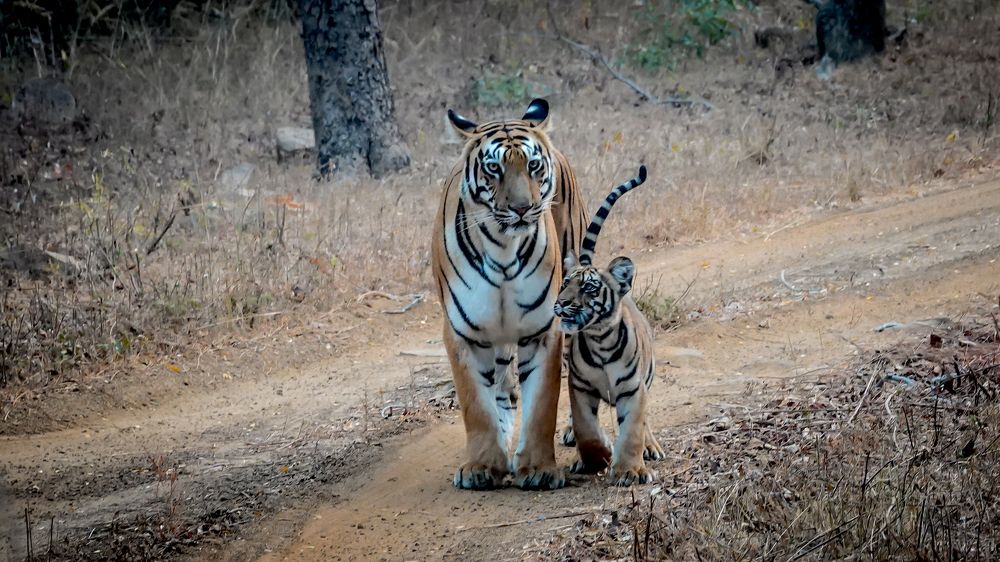 Where are we going Mom? ....