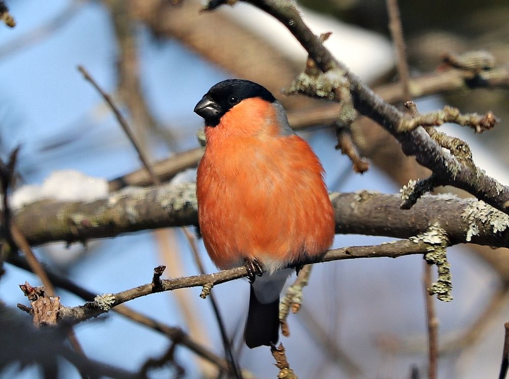 Красавец-снегирь