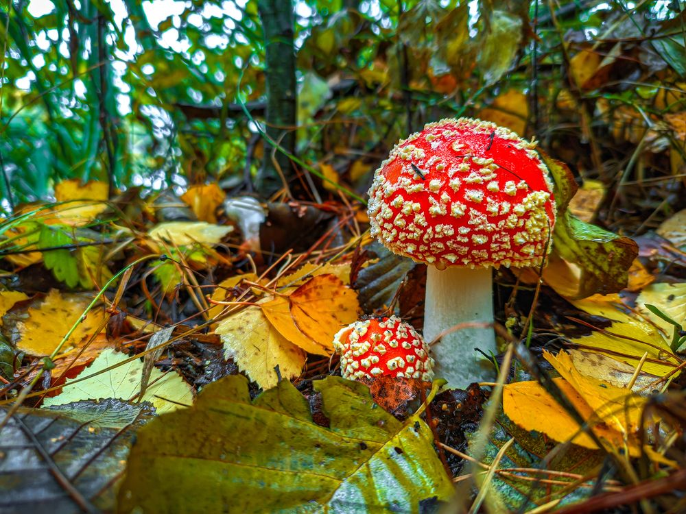 Фотография автора Александр Хухлов