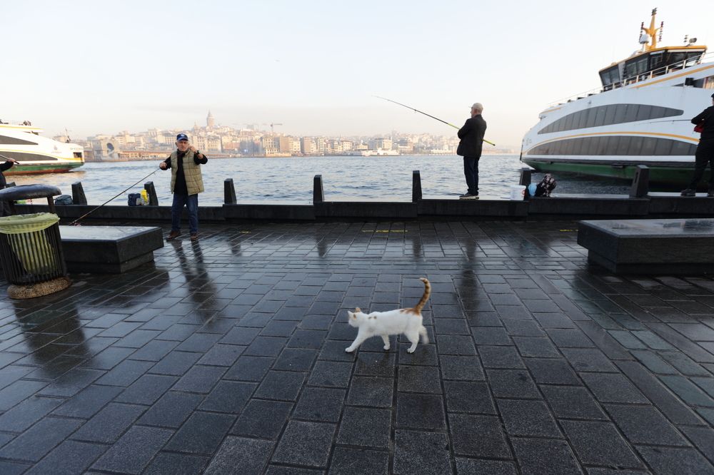 Коты, кошки и собака одного города