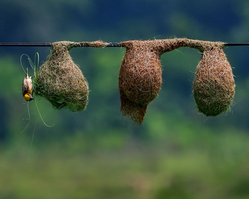 Photograph by Irene Chattopadhyay