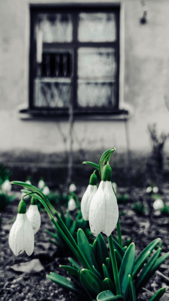 Подснежники под окном