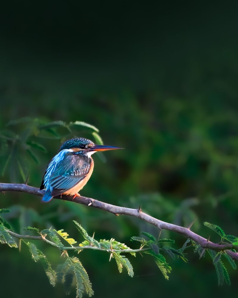 Фотография автора HITESH PATEL