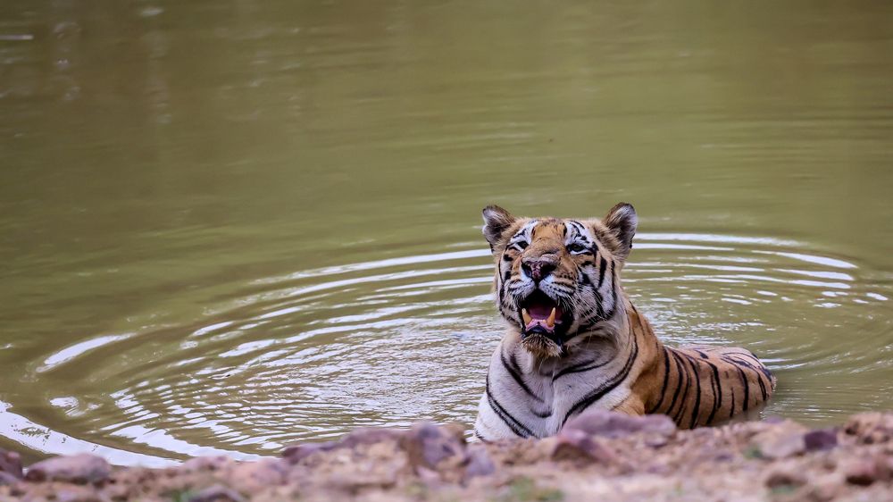 Ripples of Survival!