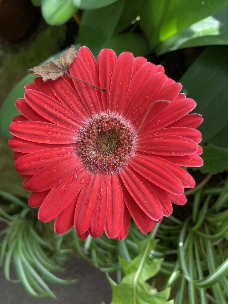 Photograph by Анастасия Лукьянюк