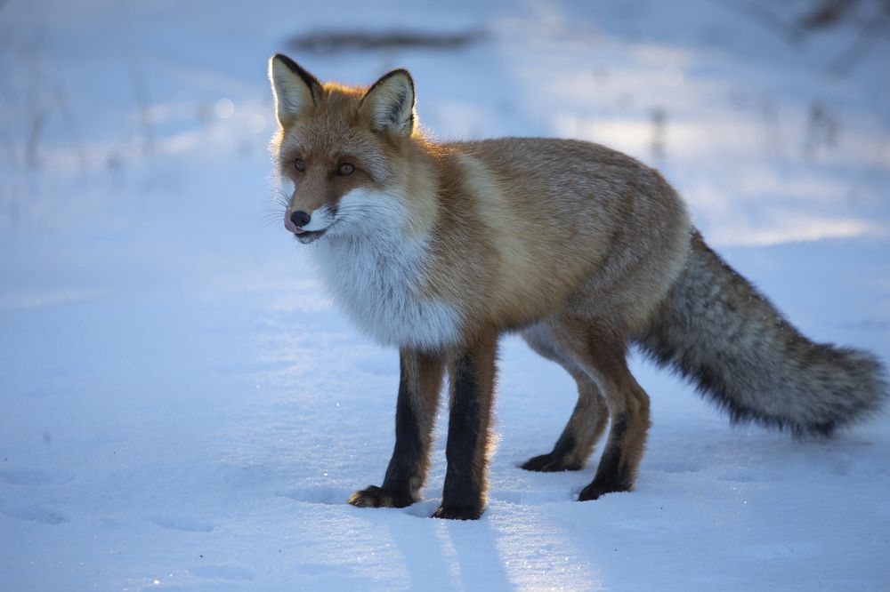 Photograph by Татьяна Борисова