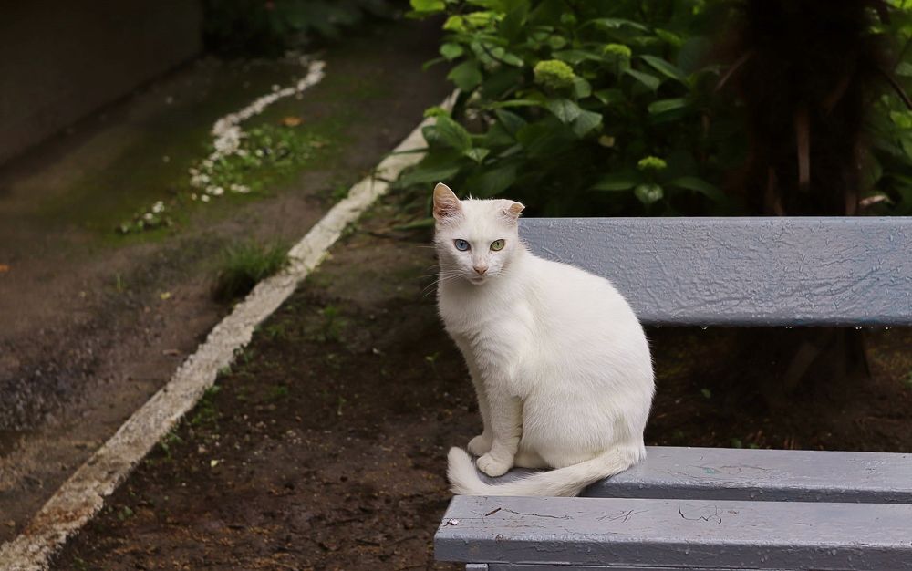Василиса из Лазаревского
