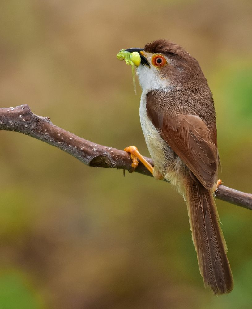 Yellow-eyed babbler.