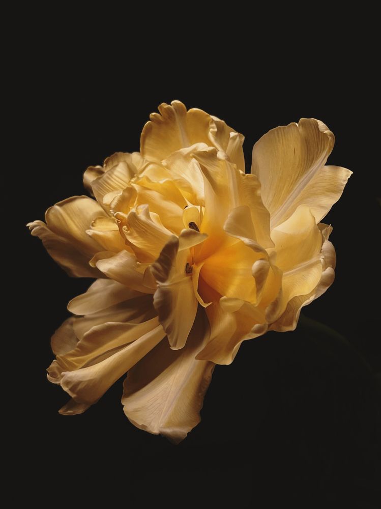 Пионовидный тюльпан