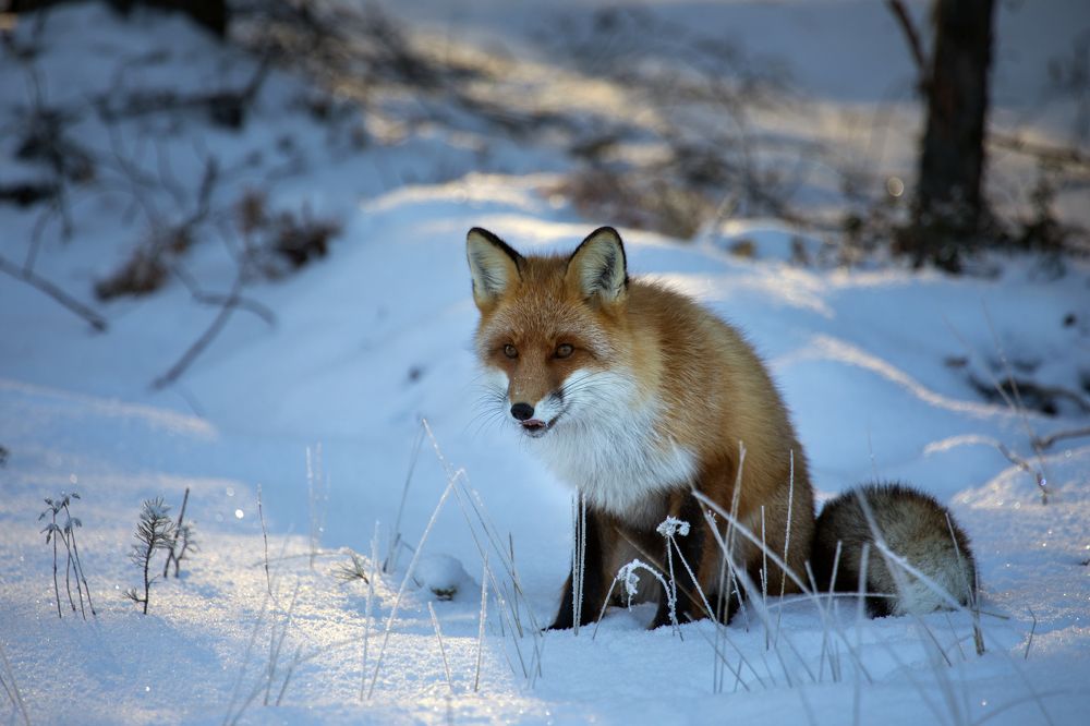 Photograph by Татьяна Борисова