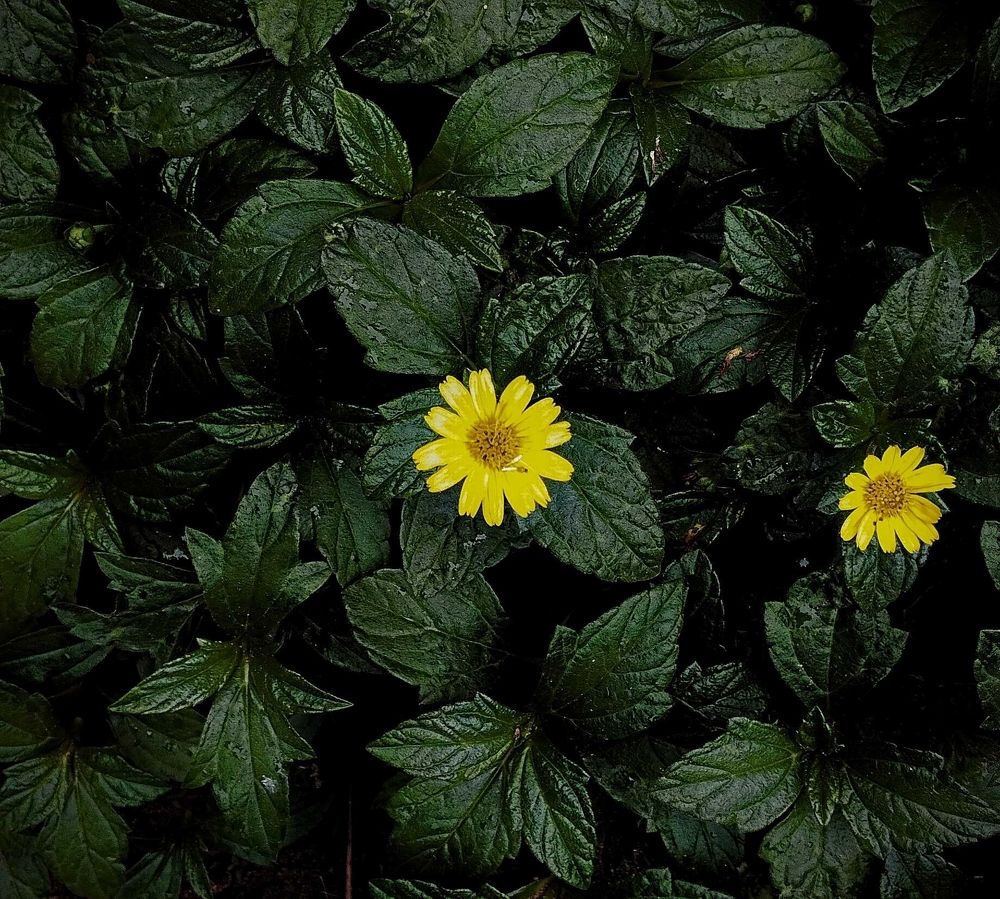 Yellow glance