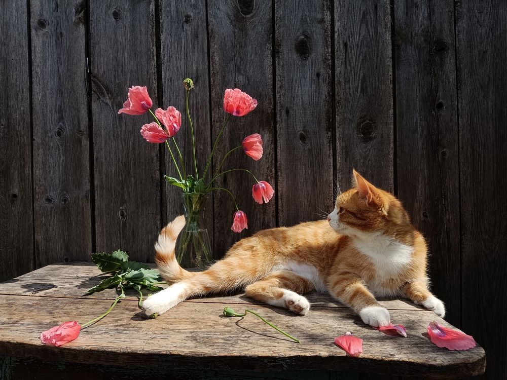 Photograph by Юлия