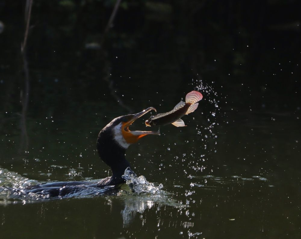 Фотография автора dr umashankar basavaraj