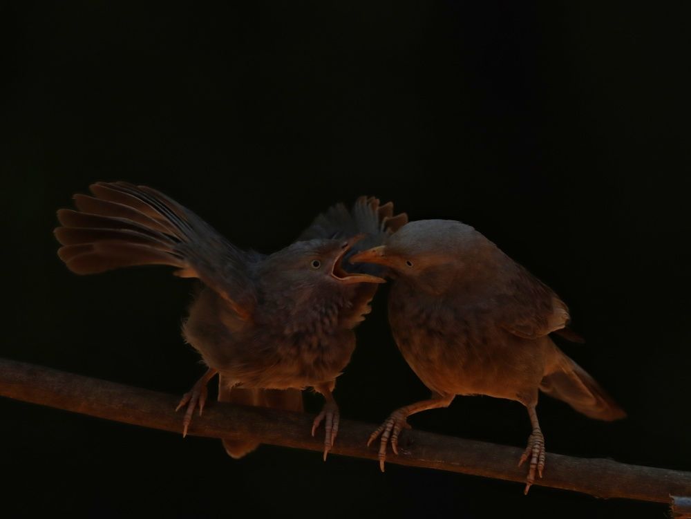 Фотография автора dr umashankar basavaraj