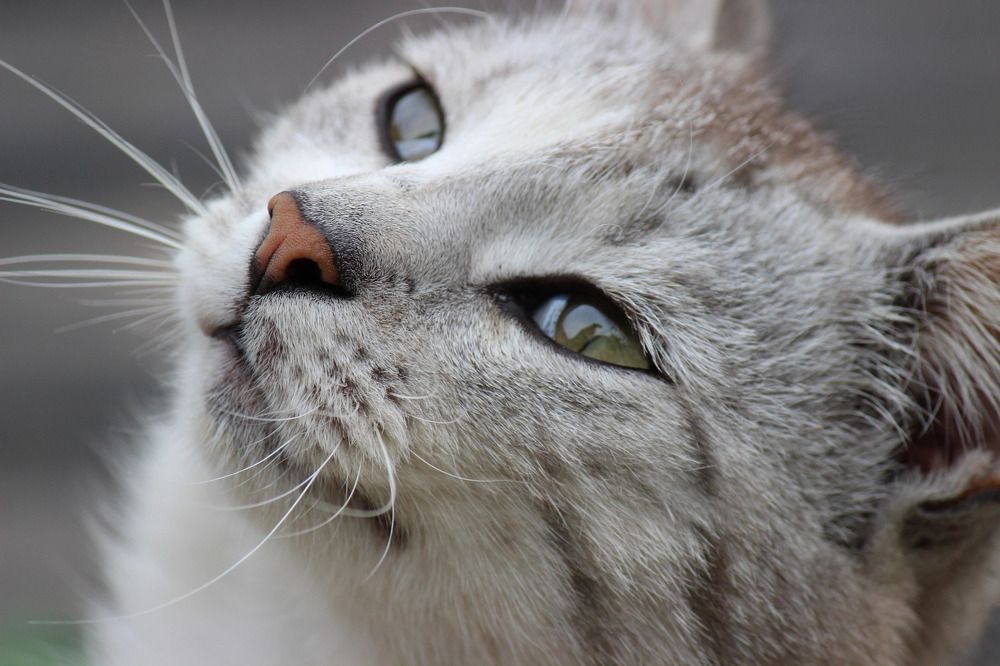 Photograph by Юлия Тигра