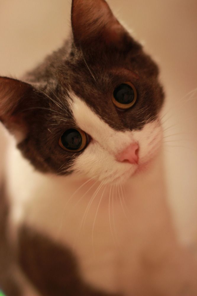 Photograph by Юлия Тигра