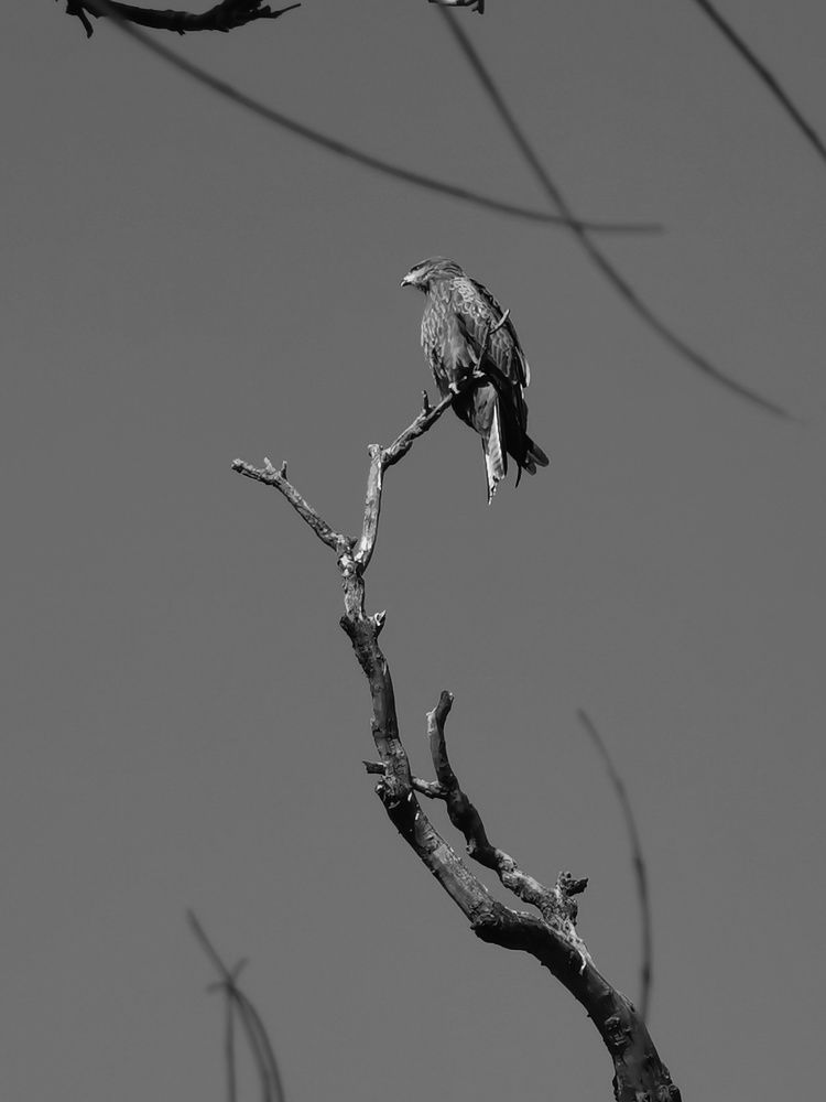 No Bird can fly with out Opening its wings