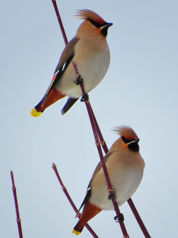 Парочка свиристелей