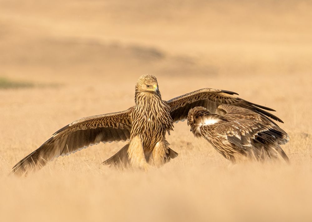 Photograph by Chobi mohol (We see the nature)