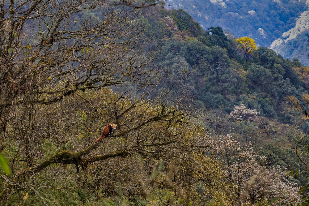 Фотография автора Ashok Behera