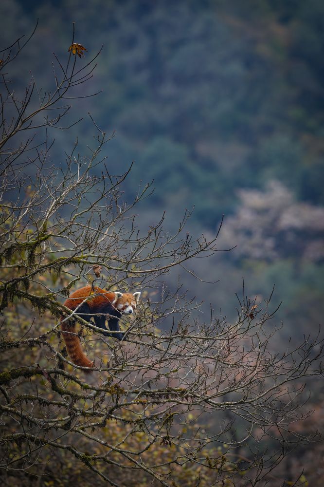 Фотография автора Ashok Behera