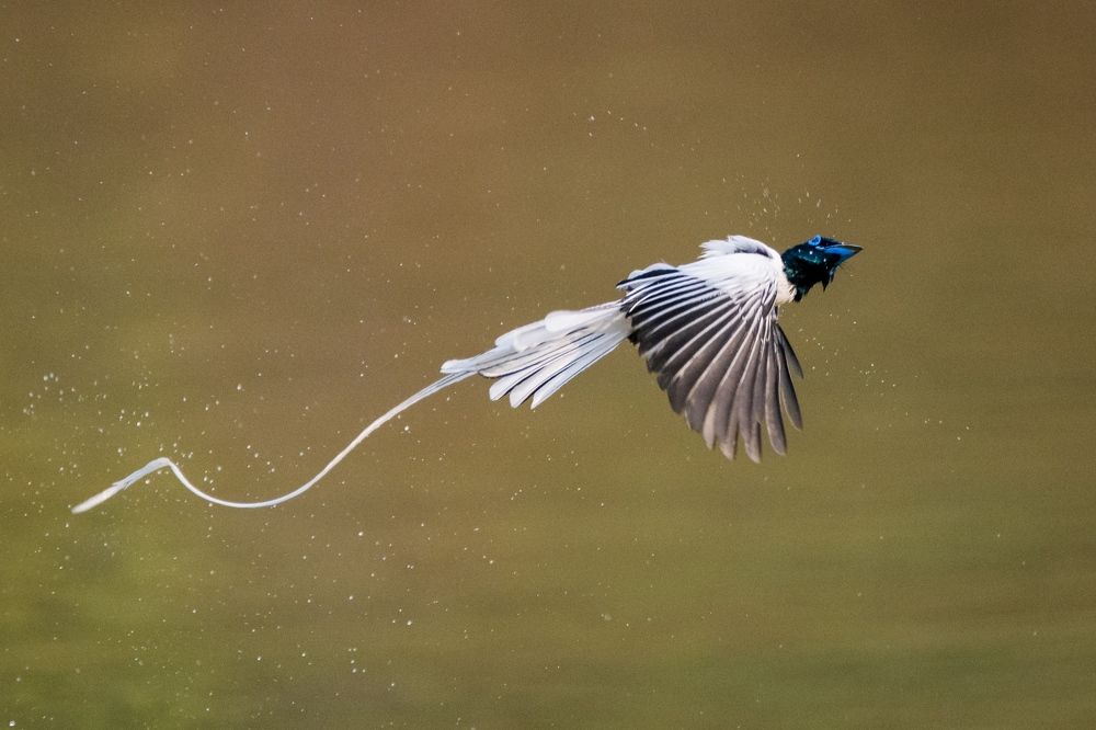 Photograph by Debashis Subudhi