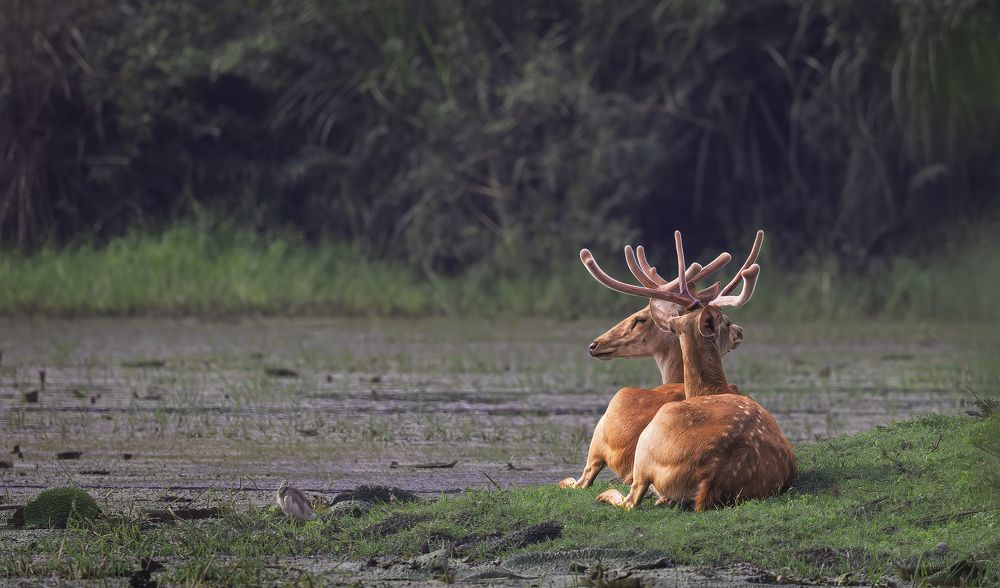 Фотография автора Ashok Behera