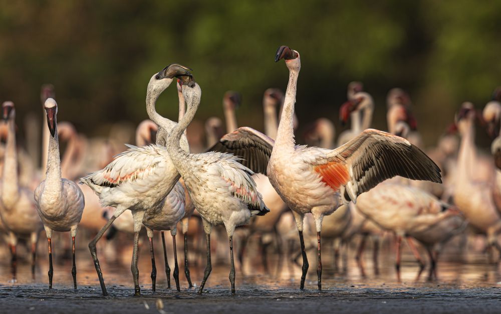 Фотография автора Ashok Behera