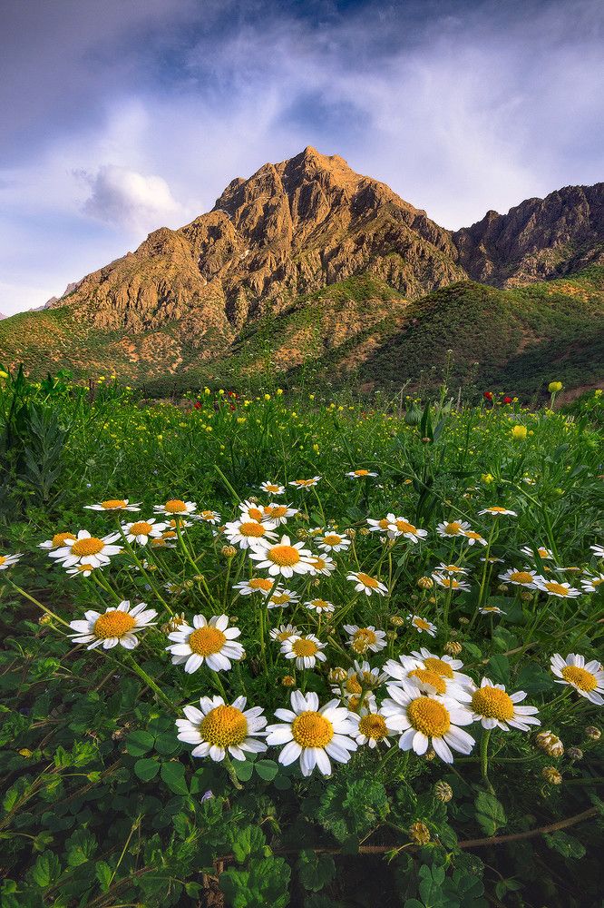 Photograph by Ahmad Mostafapour