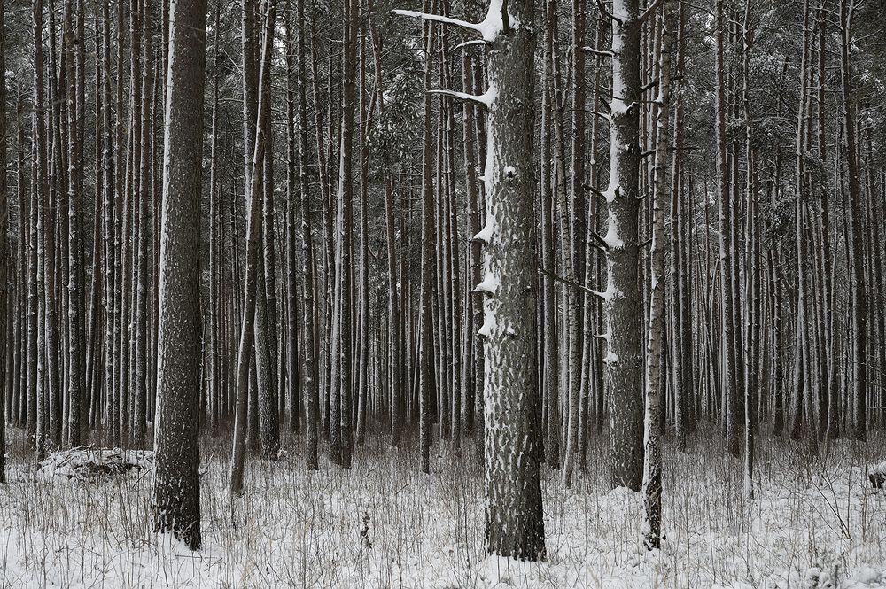 Photograph by Intars Supins