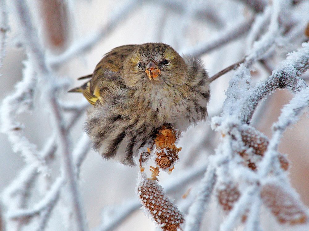 Холодно. Чиж.