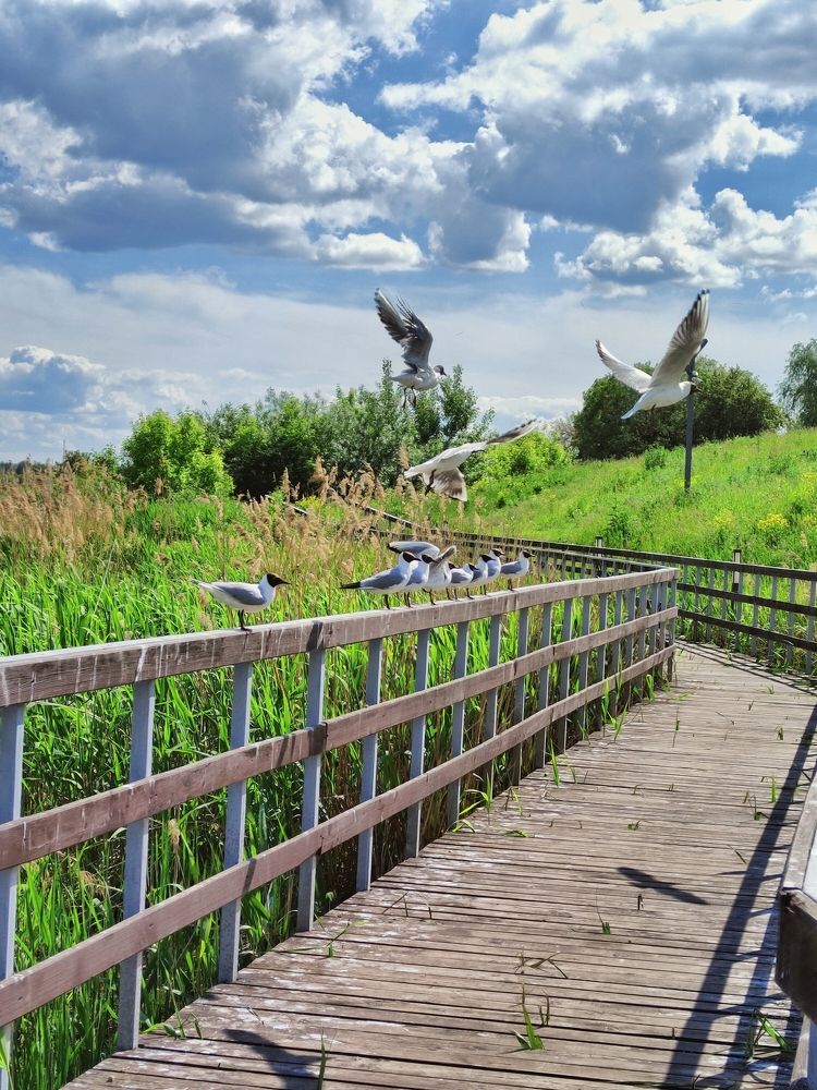 Photograph by Олег Медведев