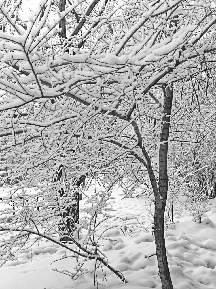 Снежная графика