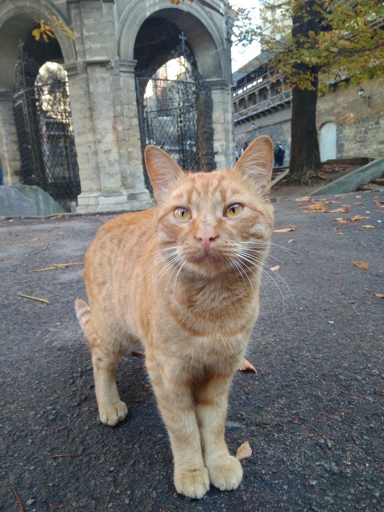 Осенний рыжий кот