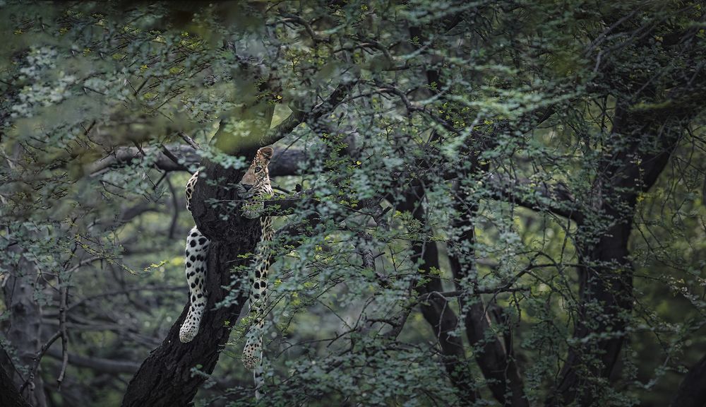 Фотография автора Ashok Behera