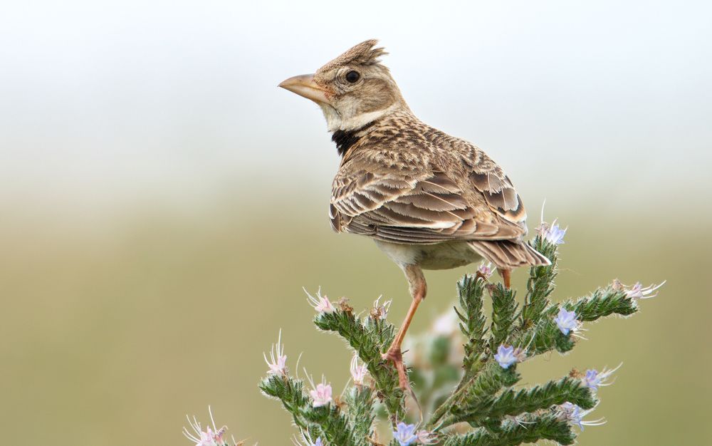 Степной жаворонок