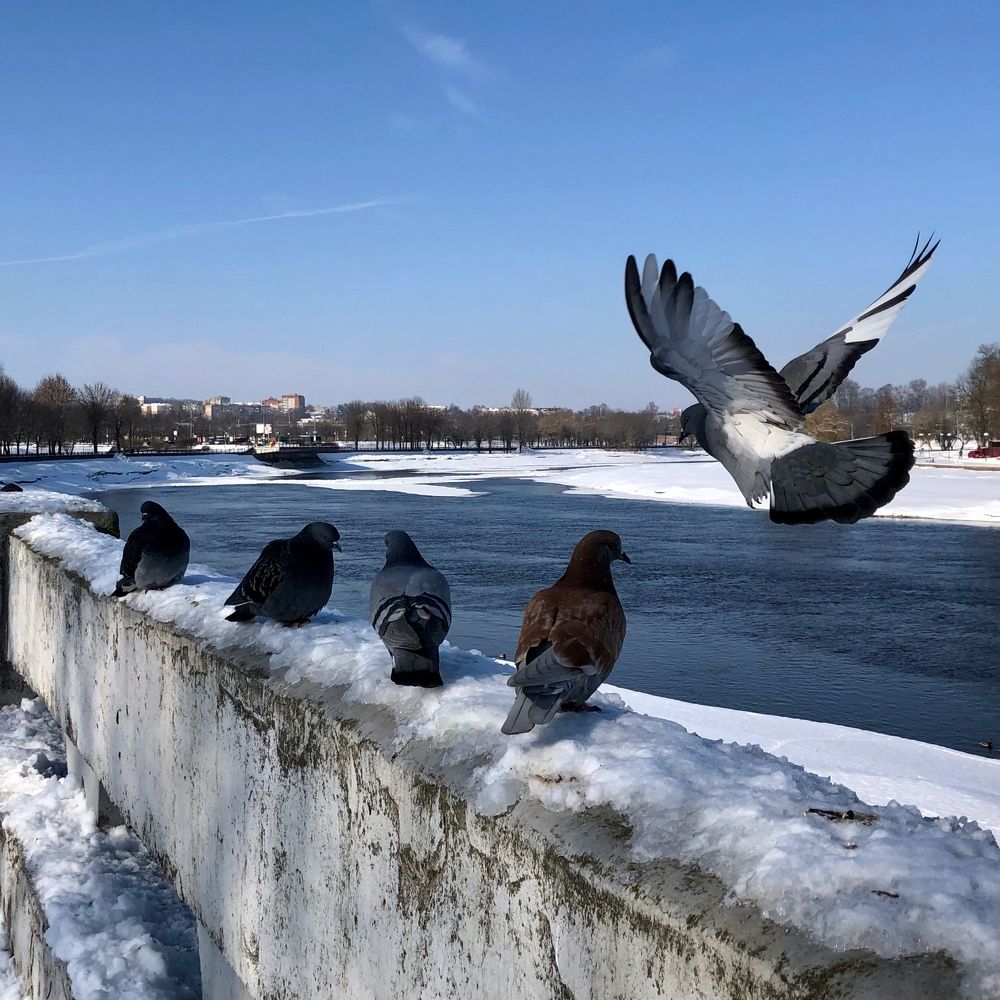 Photograph by Halina Mitsevich