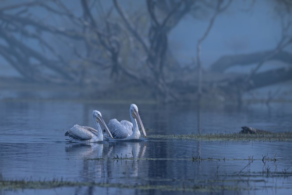 Photograph by Smita Behera