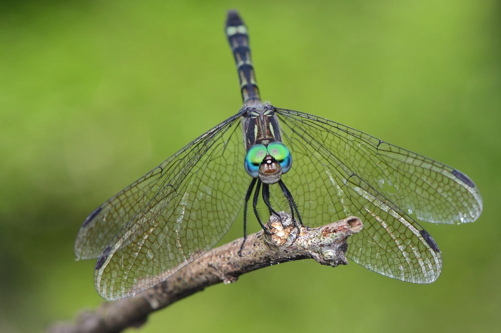 Photograph by Moura Denis